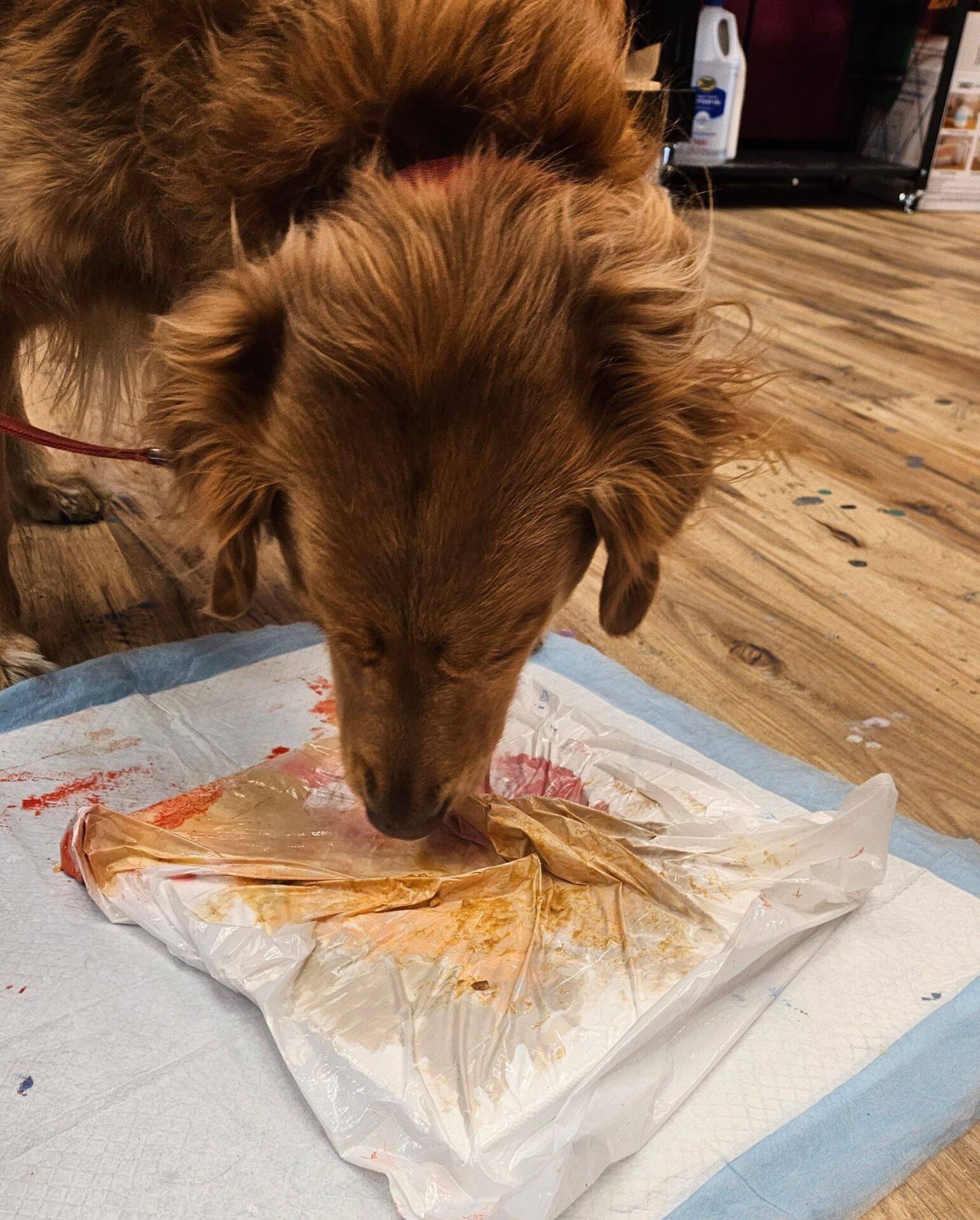 Pawcasso dog painting experience at Hangout for Art